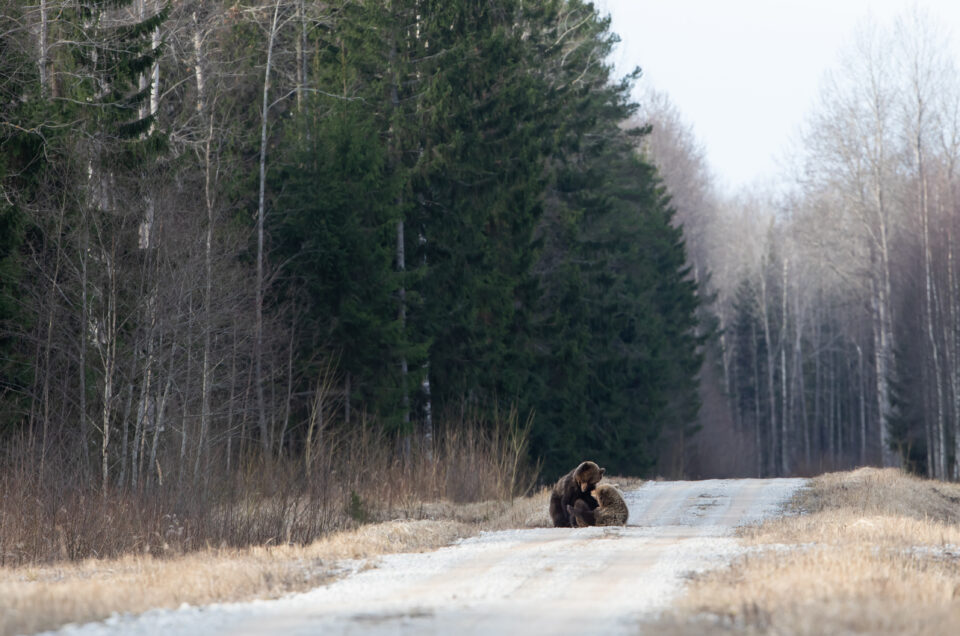 Brown bears mating in Estonia