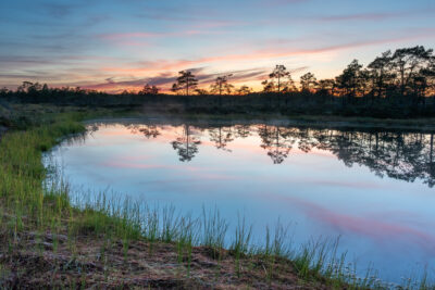 Bog in Estonia