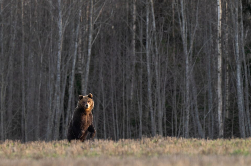 Brown Bears in Estonia Eleri Lopp